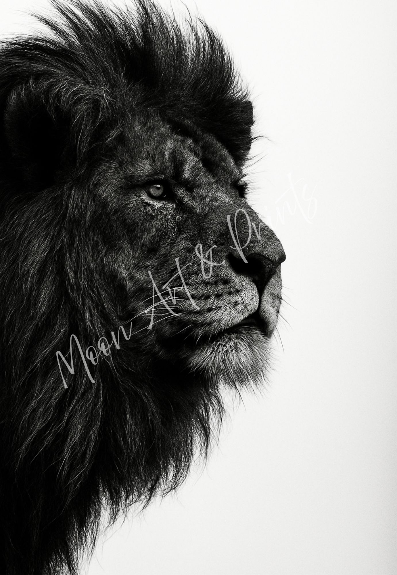 Black and White Lion Print