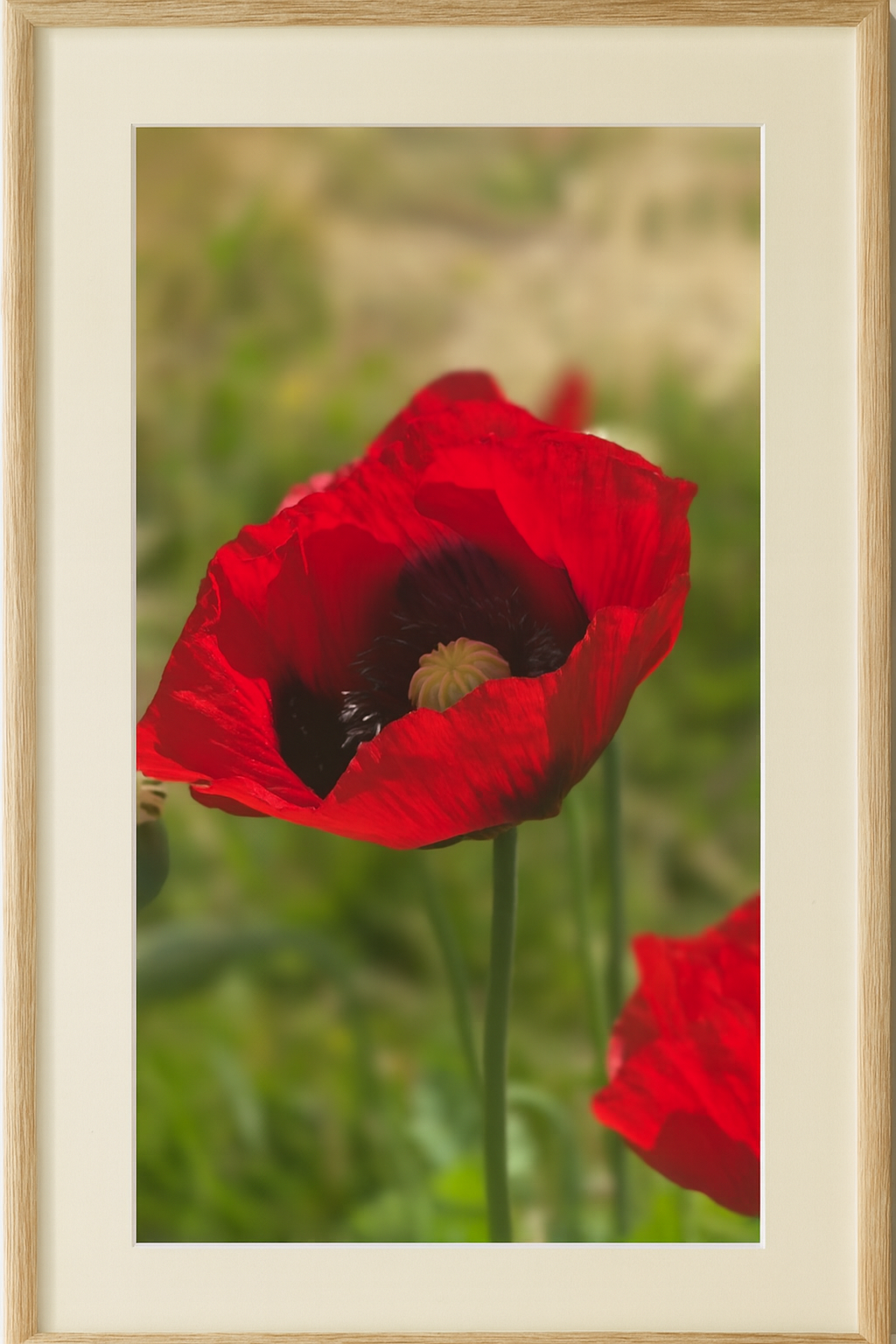 Red poppy floral wall art print in elegant frame for nature lovers